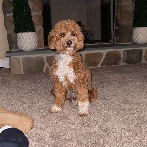 Meet your Posher, Conor